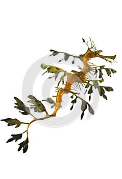 Leafy Sea Dragon