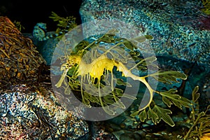 Leafy Sea Dragon