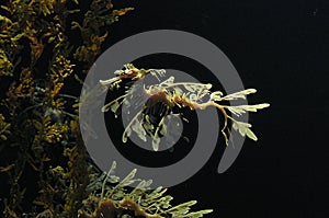 Leafy Sea Dragon