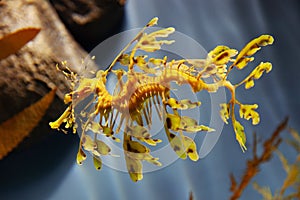 Leafy sea dragon photo