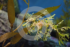 Leafy Sea dragon photo