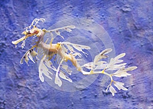 Leafy Sea Dragon