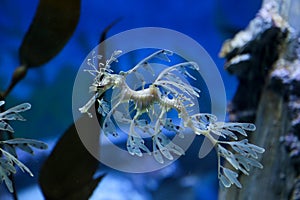Leafy Sea Dragon