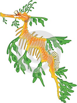 Leafy Sea Dragon Illustration