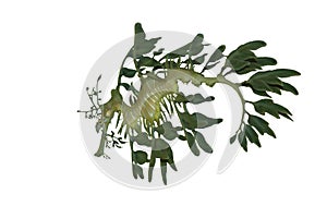 Leafy Sea Dragon Isolated on White