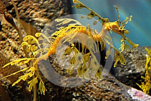 Leafy Sea Dragon at Monterey Bay Aquarium