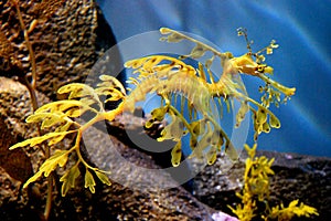 Leafy Sea Dragon at Monterey Bay Aquarium