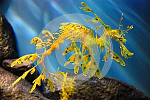 Leafy Sea Dragon at Monterey Bay Aquarium