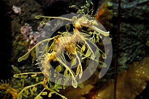 Leafy Sea Dragon at Monterey Bay Aquarium