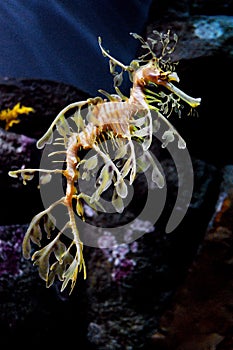 Leafy Sea Dragon at Monterey Bay Aquarium