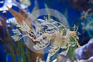 Leafy Sea Dragon at Pacific of the Rim Aquarium