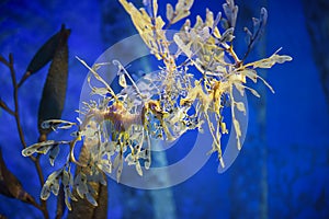 Leafy sea dragon underwater
