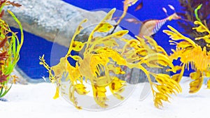 Leafy Sea Dragons