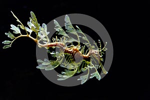 Leafy sea Horse dragon underwater