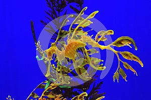Leafy seadragon