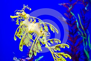 Leafy seadragon