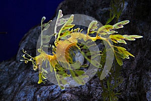 Leafy seadragon