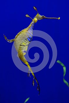 Leafy seadragon