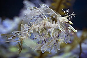 Leafy Seadragon