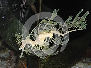 Leafy Seadragon