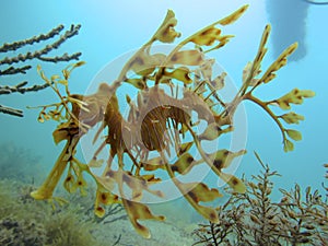 Leafy seadragon