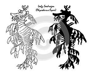 Leafy seadragon black and white illustration