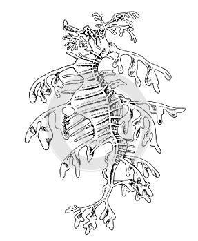 Leafy seadragon hand drawn vector