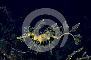 Leafy Seadragon Phycodurus eques