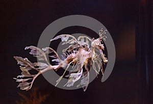 Leafy seadragon, Phycodurus eques