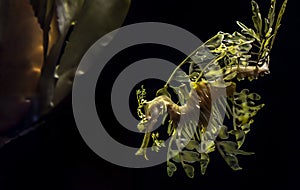 The leafy seadragon, Phycodurus eques
