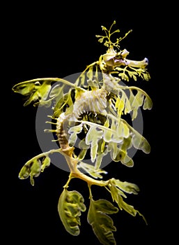 The leafy seadragon, Phycodurus eques