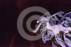 Leafy seadragon Phycodurus eques