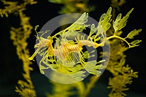 Leafy Seadragon Phycodurus eques fish underwater