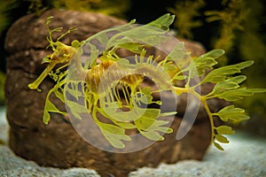 Leafy Seadragon Phycodurus eques fish underwater