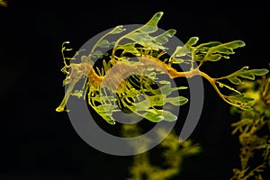 Leafy Seadragon Phycodurus eques fish underwater