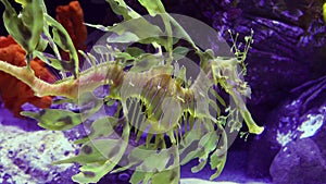 Leafy Seadragon Phycodurus eques  swims in a saltwater aquarium