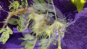 Leafy Seadragon Phycodurus eques  swims in a saltwater aquarium