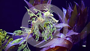 Leafy Seadragon Phycodurus eques  swims in a saltwater aquarium