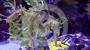 Leafy Seadragon Phycodurus eques  swims in a saltwater aquarium