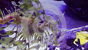 Leafy Seadragon Phycodurus eques  swims in a saltwater aquarium