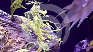 Leafy Seadragon Phycodurus eques  swims in a saltwater aquarium