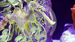 Leafy Seadragon Phycodurus eques  swims in a saltwater aquarium