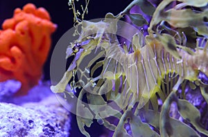 Leafy Seadragon (Phycodurus eques) swims in a saltwater aquarium