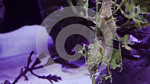 Leafy Seadragon Phycodurus eques  swims in a saltwater aquarium, USA