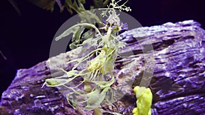 Leafy Seadragon Phycodurus eques  swims in a saltwater aquarium, USA