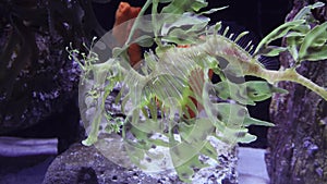 Leafy Seadragon Phycodurus eques  swims in a saltwater aquarium, USA