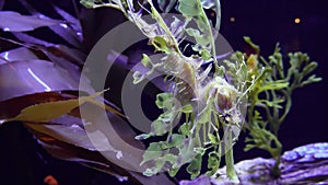 Leafy Seadragon Phycodurus eques  swims in a saltwater aquarium, USA