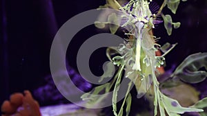 Leafy Seadragon Phycodurus eques  swims in a saltwater aquarium, USA