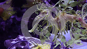 Leafy Seadragon Phycodurus eques  swims in a saltwater aquarium, USA