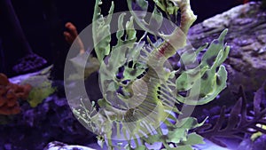 Leafy Seadragon Phycodurus eques  swims in a saltwater aquarium, USA